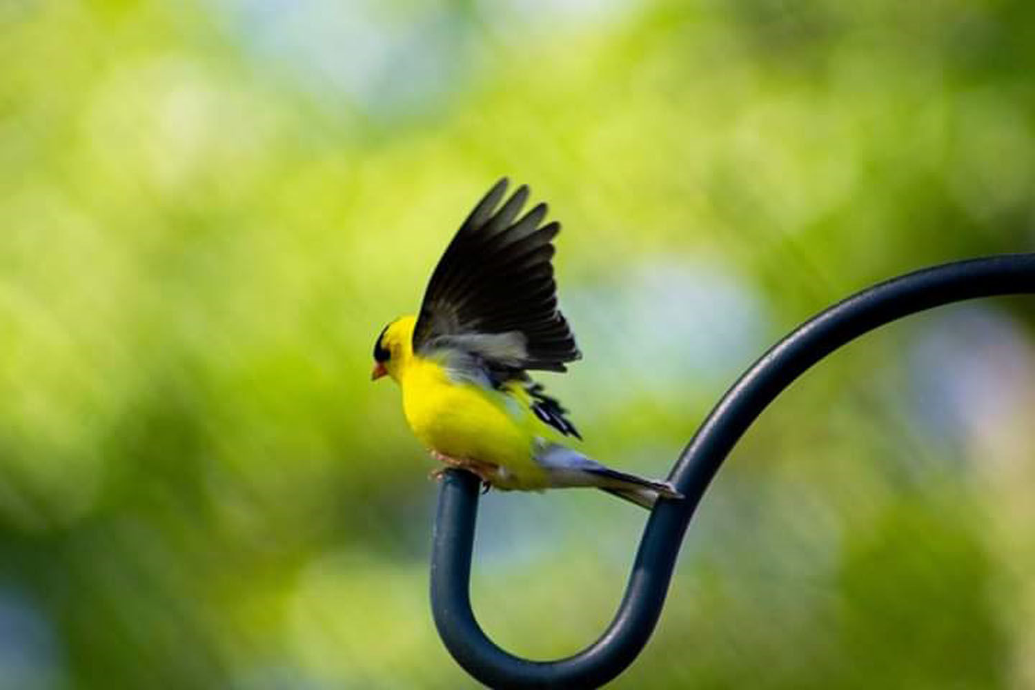 Chatham bird
